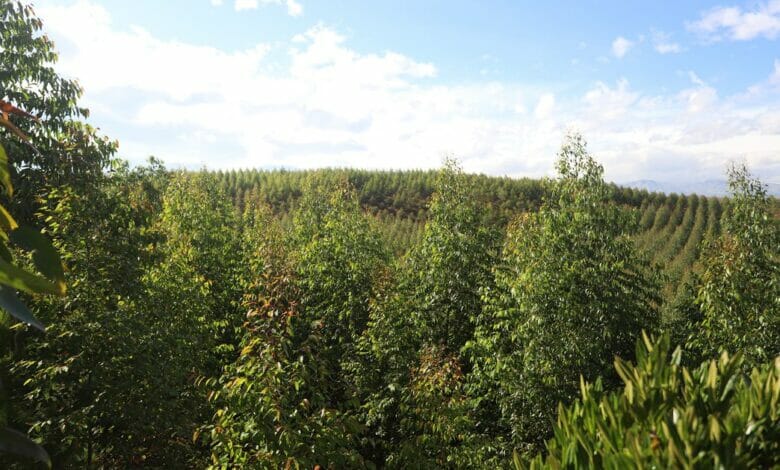 Minagricultura está recibiendo proyectos de reforestación comercial para acceder al Certificado de Incentivo Forestal – CIF 8 Minagricultura está recibiendo proyectos de reforestación comercial para acceder al Certificado de Incentivo Forestal – CIF 8