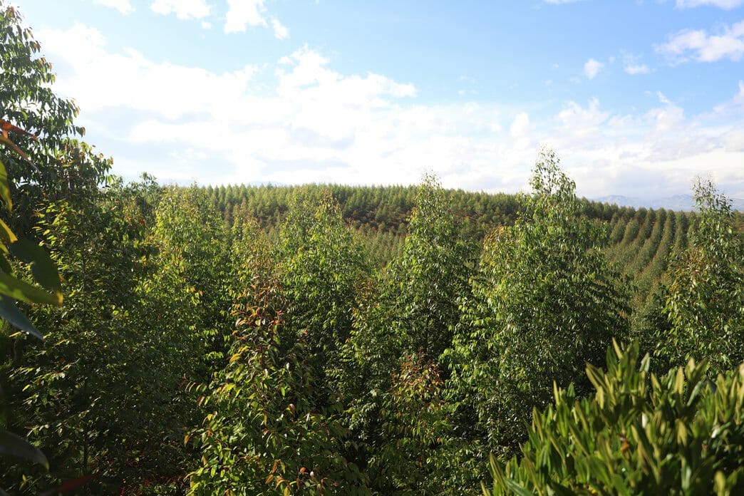 Minagricultura está recibiendo proyectos de reforestación comercial para acceder al Certificado de Incentivo Forestal – CIF 1 Minagricultura está recibiendo proyectos de reforestación comercial para acceder al Certificado de Incentivo Forestal – CIF 1