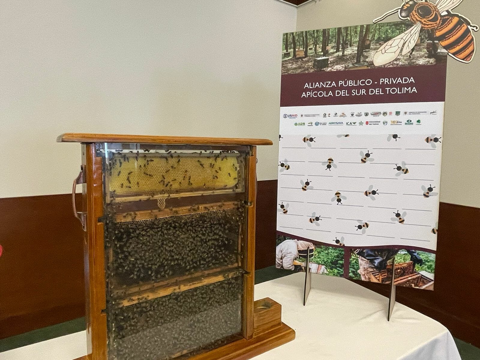 ”Las abejas están de moda”: Crean APP Apícola para el sur del Tolima. 1