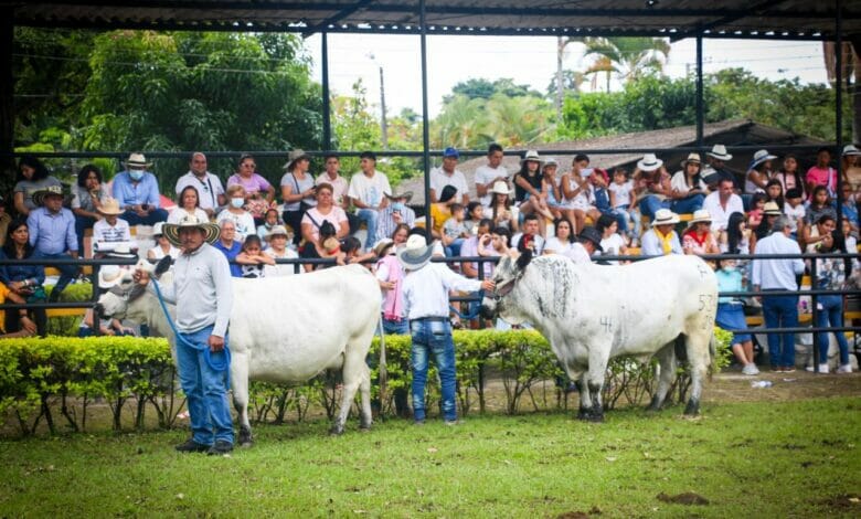 ¡Es un hecho! Ibagué realizará una nueva versión de la Feria Sampedrina y Feria Bovina grado A. 18