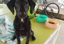 *Perrita fue rescatada tras denuncia de presunto maltrato animal en el barrio 20 de Julio* 11