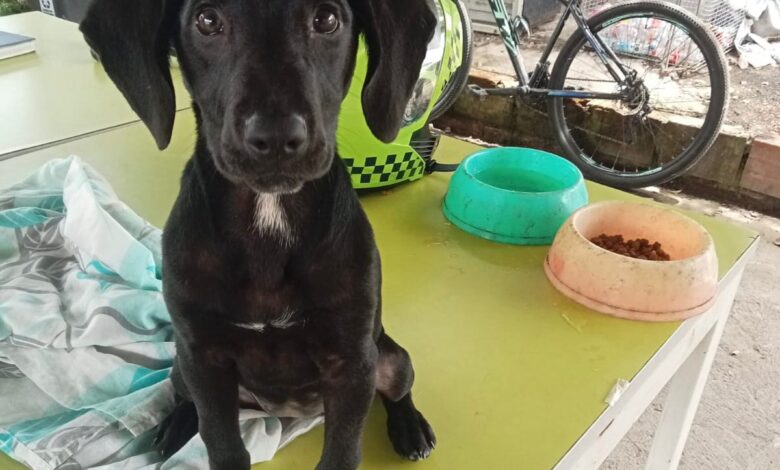 *Perrita fue rescatada tras denuncia de presunto maltrato animal en el barrio 20 de Julio* 5