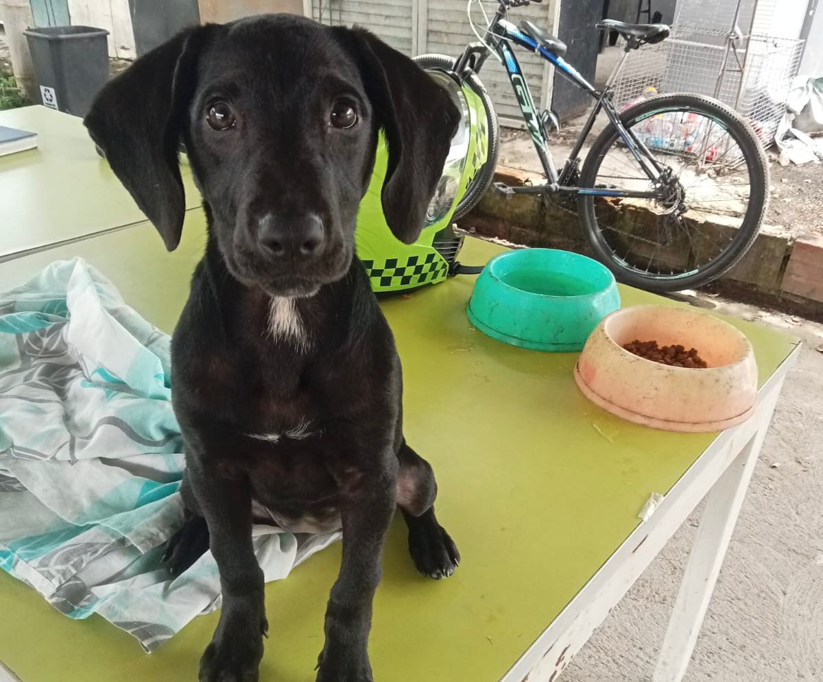 *Perrita fue rescatada tras denuncia de presunto maltrato animal en el barrio 20 de Julio* 1